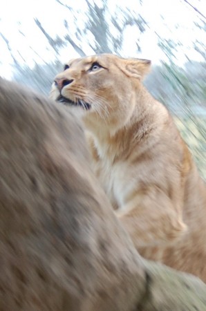 Un site francophone sur les animaux??